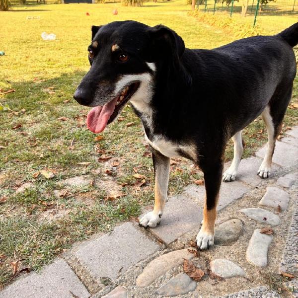 Tyson... è davvero invisibile? Foto 2