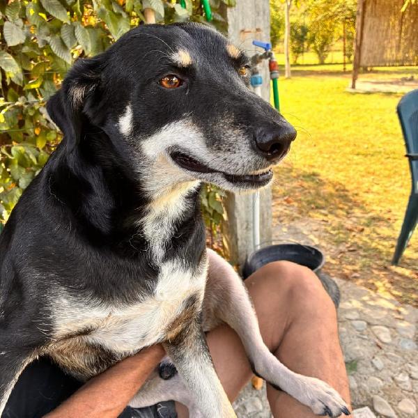 Tyson... è davvero invisibile? Foto 4