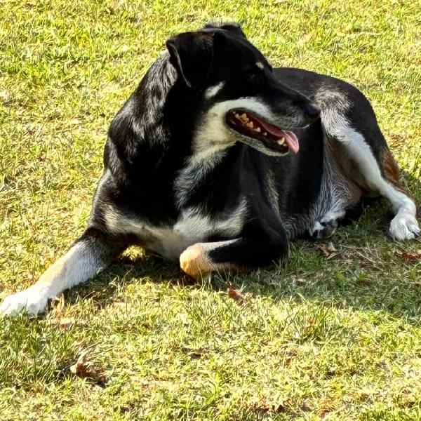 Tyson... è davvero invisibile? Foto 5