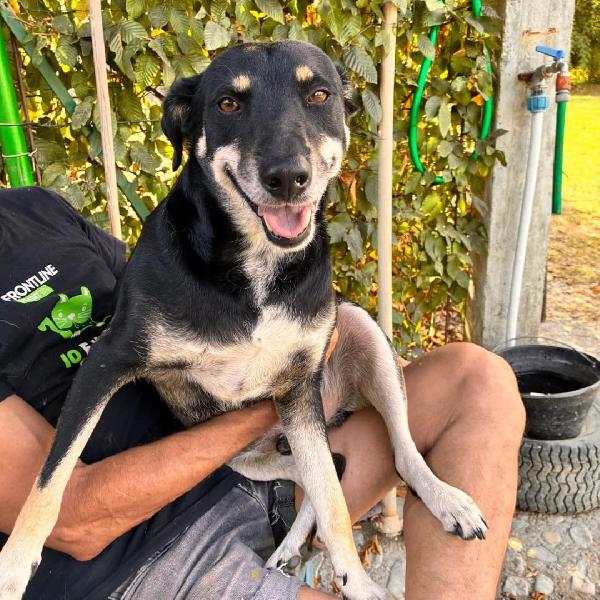 Tyson... è davvero invisibile? Foto 6
