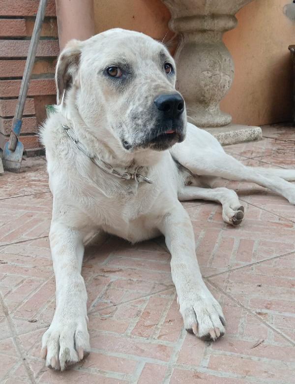 Benny Mix Labrador 