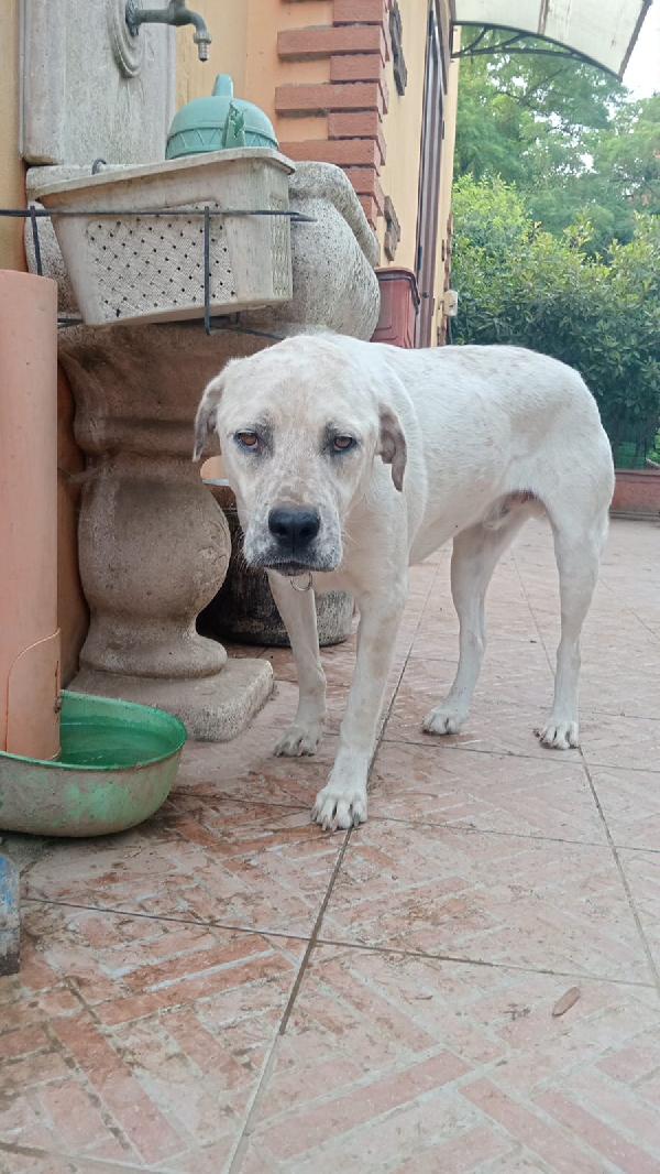 BENNY MIX LABRADOR  Foto 2