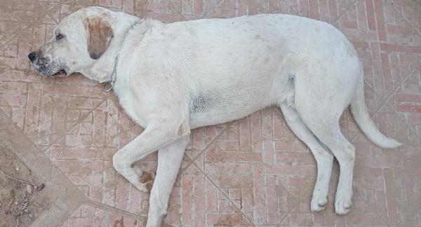 BENNY MIX LABRADOR  Foto 3