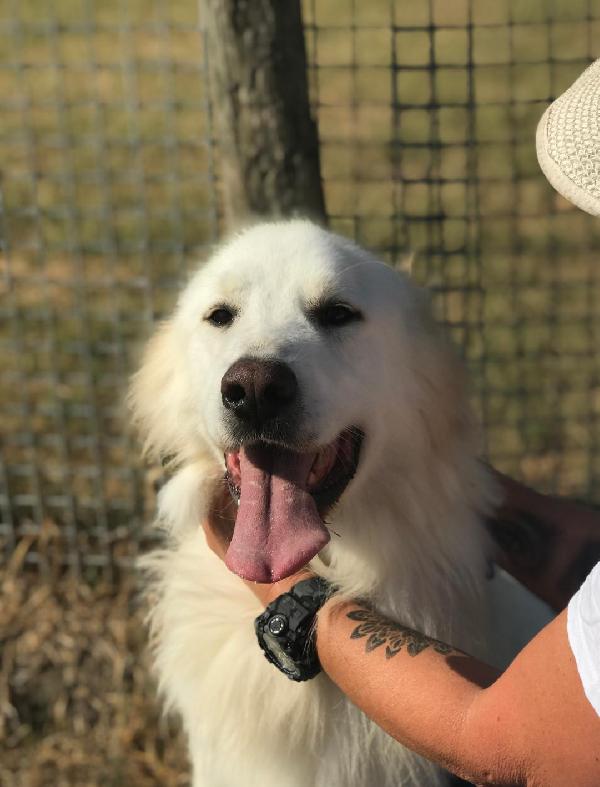 Gerardo Splendido Derivato Golden Retriever