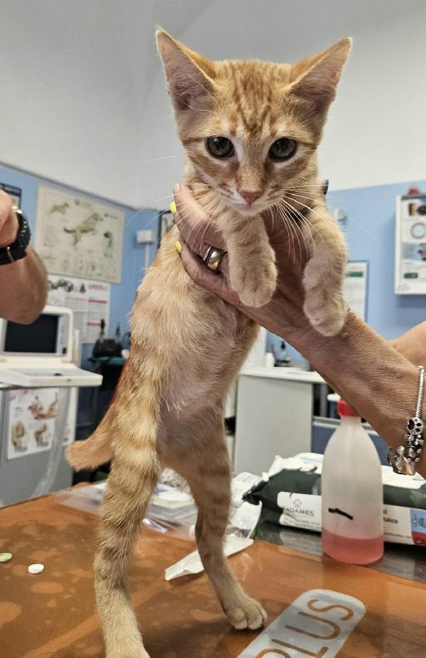 Oliver Gattino 2 Mesi 