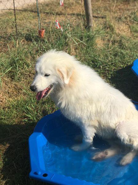 Gerardo, simil golden retriver dal manto candido Foto 3