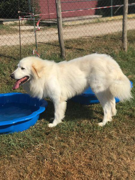 Gerardo, simil golden retriver dal manto candido Foto 4