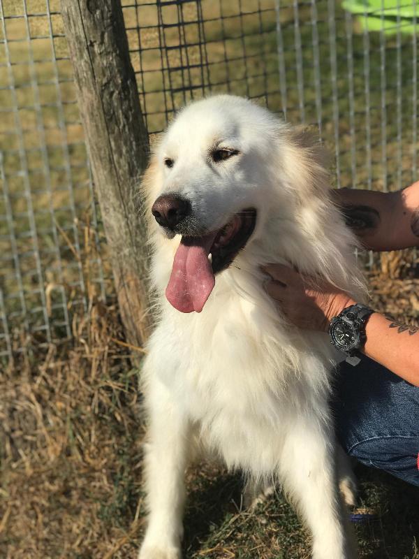 Gerardo, simil golden retriver dal manto candido Foto 5