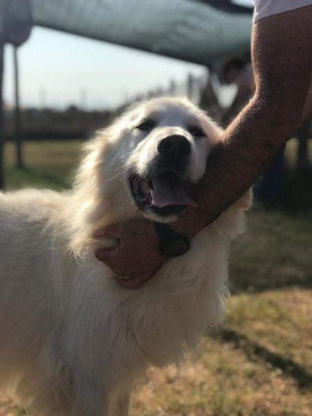 Gerardo, simil golden retriver dal manto candido Foto 6