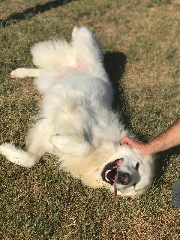 Gerardo, simil golden retriver dal manto candido Foto 7