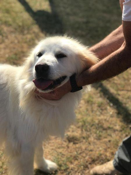 Gerardo, simil golden retriver dal manto candido Foto 8