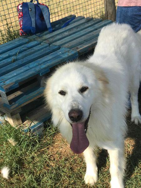 Gerardo, simil golden retriver dal manto candido Foto 9