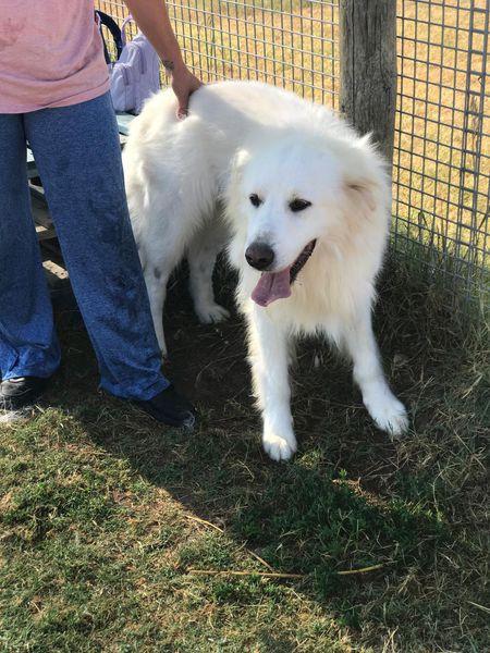 Gerardo, simil golden retriver dal manto candido Foto 11
