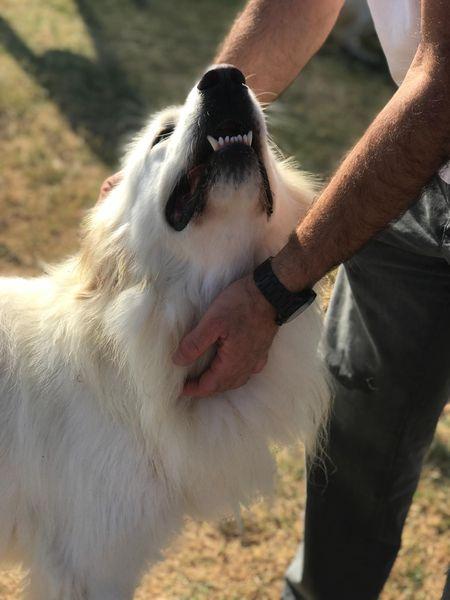 Gerardo, simil golden retriver dal manto candido Foto 10