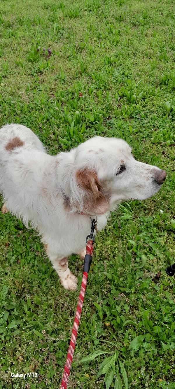 BRUTO SETTER INGLESE ADOZIONE DEL CUORE Foto 3