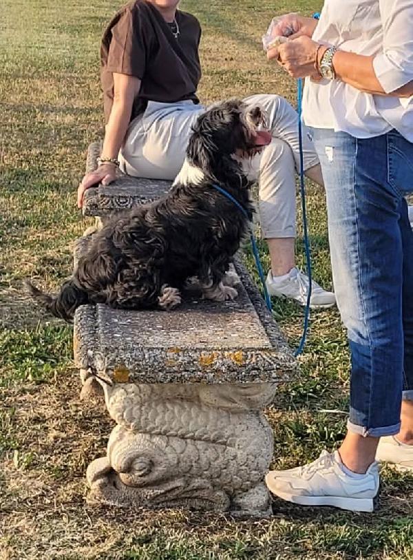 Mold, taglia piccola sotto i 10 kg Foto 3