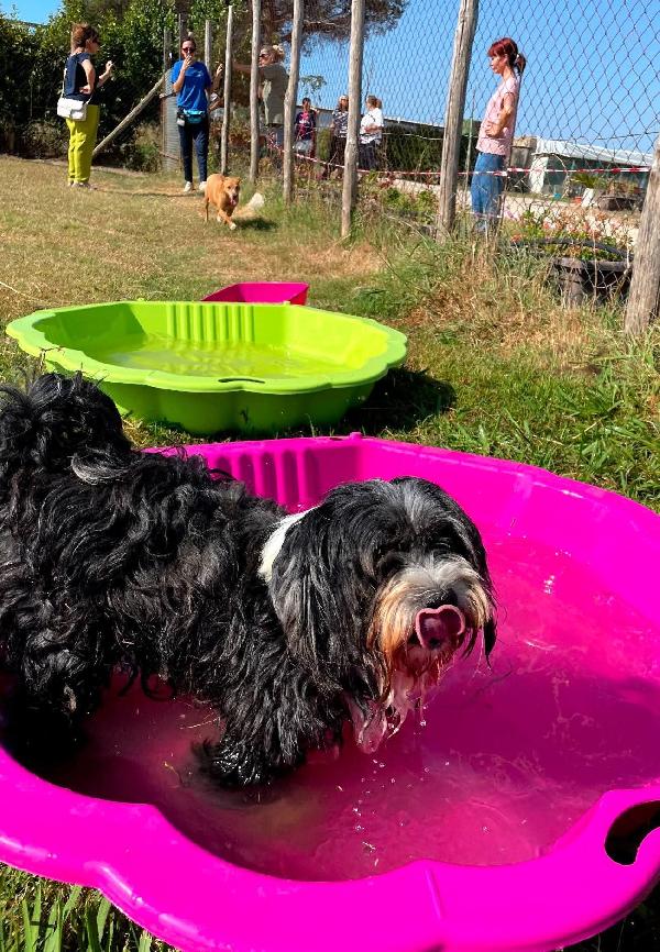 Mold, taglia piccola sotto i 10 kg Foto 4