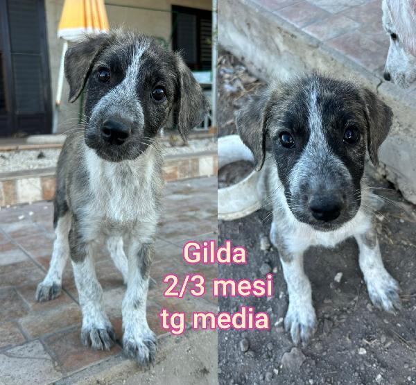 Emergenza Cuccioli 