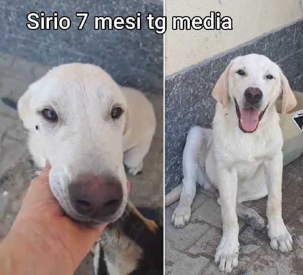 Emergenza cuccioli  Foto 3