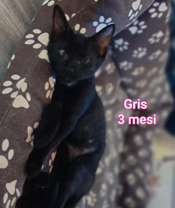 TANTI GATTINI SOLI Foto 5