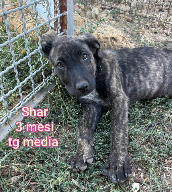 2 MESI: CUCCIOLI DA SALVARE Foto 5