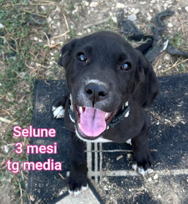 2 MESI: CUCCIOLI DA SALVARE Foto 6