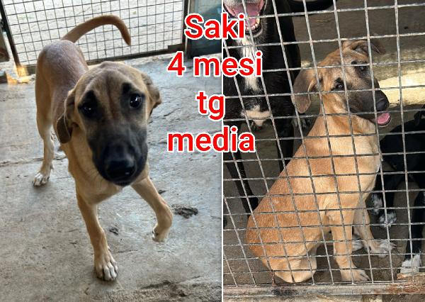 SALVATE UN CUCCIOLO!! Foto 10