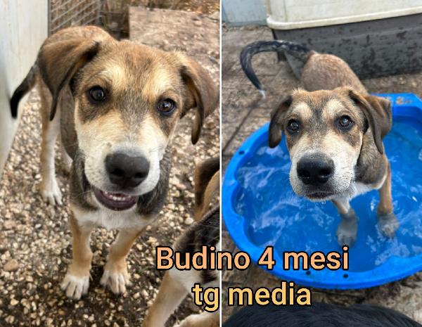 SALVATE UN CUCCIOLO!! Foto 11
