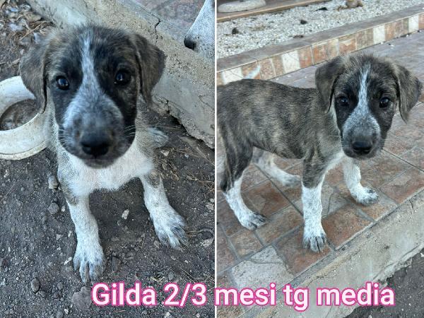 SALVATE UN CUCCIOLO!! Foto 12