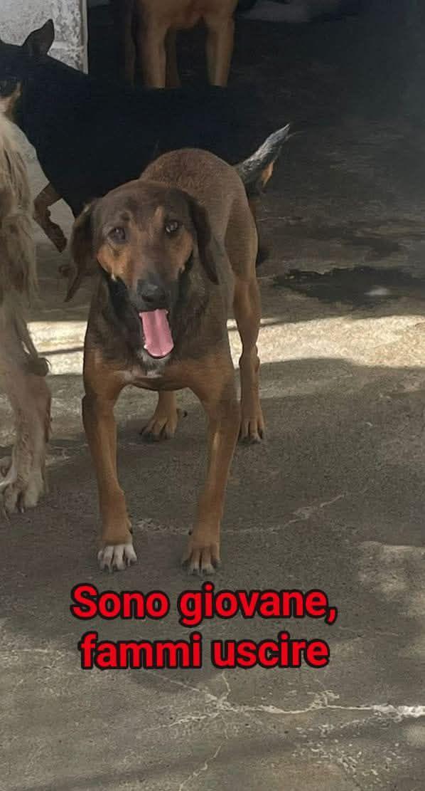 Bosco Foto 1