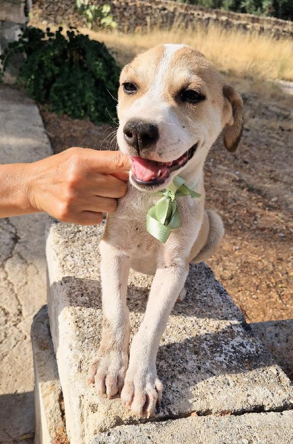 kATTY,RISCHIA IL CANILE.ADOTTABILE IN TUTTA ITALIA! Foto 4