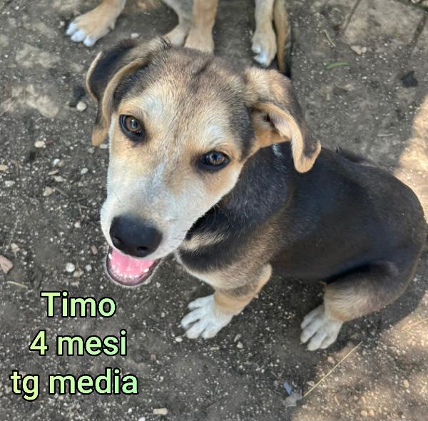 Cuccioli buttati a morire Foto 9