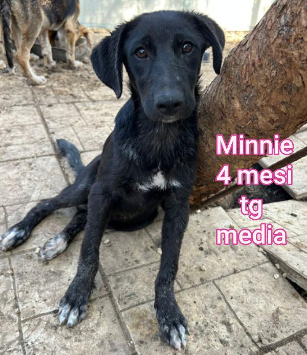 Cuccioli buttati a morire Foto 11