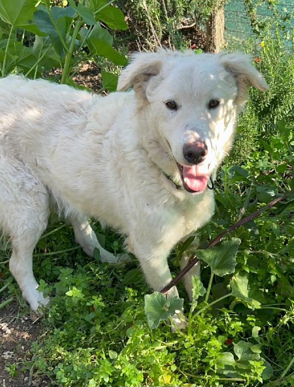 LOLLO, RINCHIUSO da 1 anno Foto 3