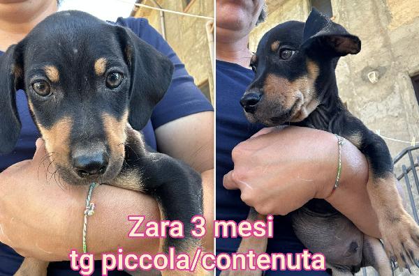 Canini piccini in cerca di casa Foto 2