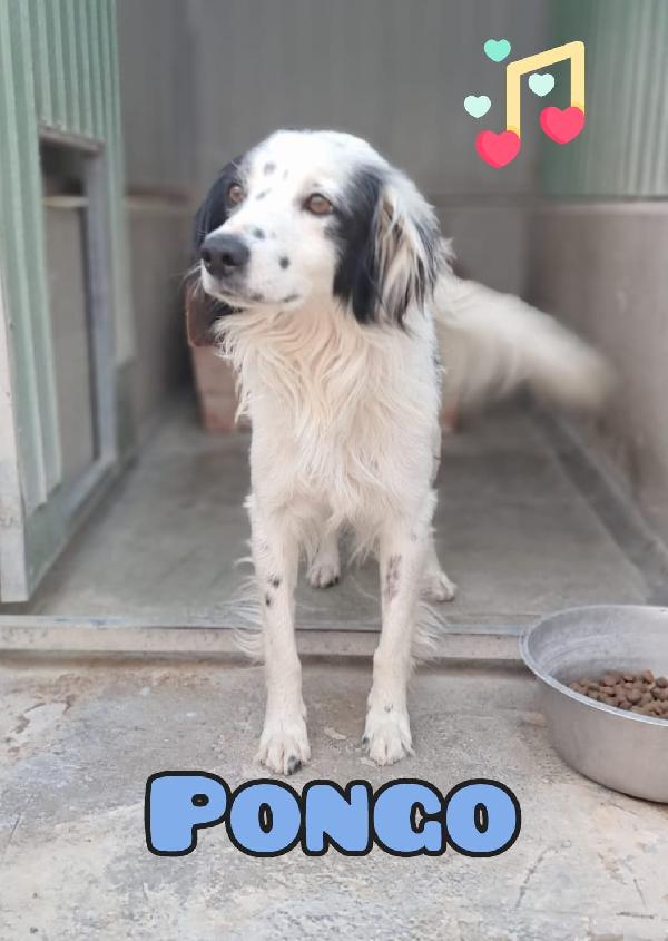 Pongo Maschietto