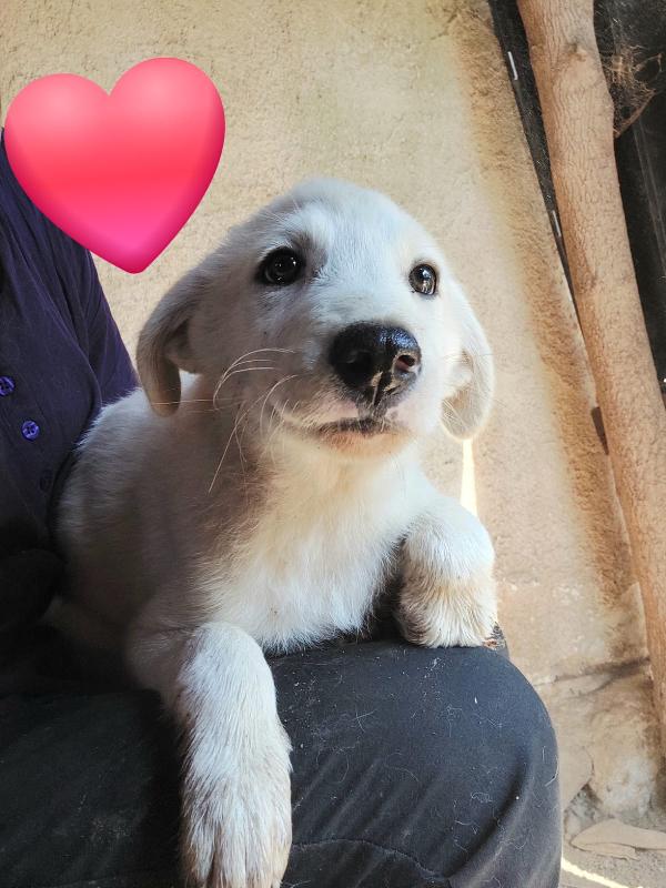 Sos Stallo Adozione Ramon Dolce Cucciolo Cerca Famiglia 