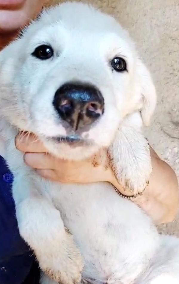 SOS STALLO ADOZIONE RAMON DOLCE CUCCIOLO CERCA FAMIGLIA  Foto 5