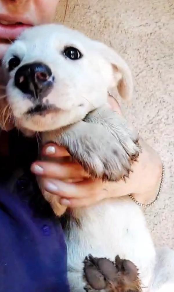 SOS STALLO ADOZIONE RAMON DOLCE CUCCIOLO CERCA FAMIGLIA  Foto 6