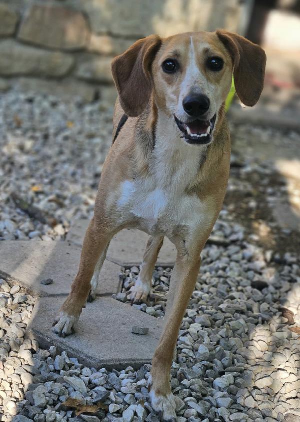 Lola 2 anni Taglia media piccola  Foto 2