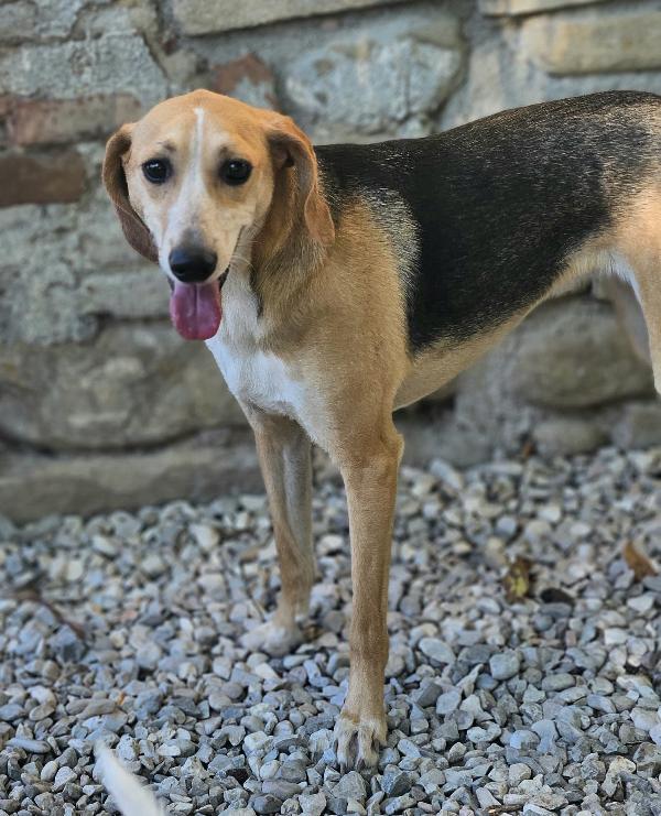 Lola 2 anni Taglia media piccola  Foto 4