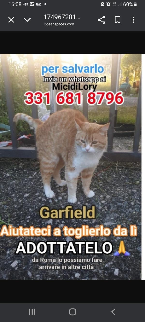 Micio Garfield Rosso Da Salvare!! Roma