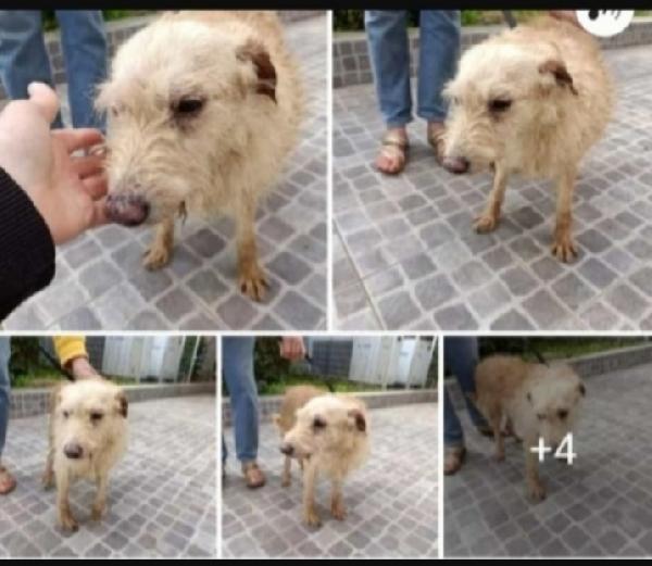 Spillo 14Anni Piccolo Adozione Solo In Sicilia