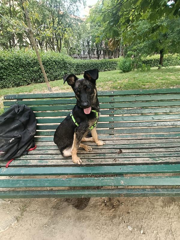 Tiodor Simpatico Cucciolo Tg Medio Piccola Cerca Famiglia 