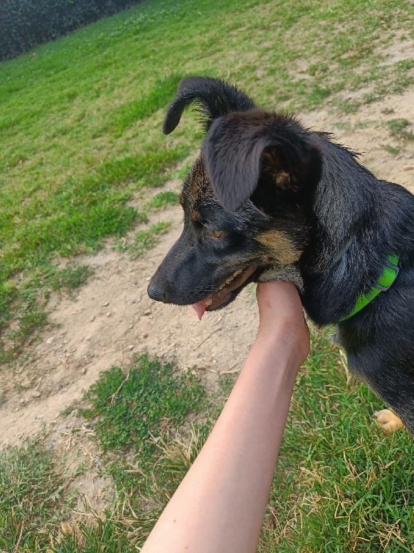 TIODOR SIMPATICO CUCCIOLO TG MEDIO PICCOLA CERCA FAMIGLIA  Foto 2