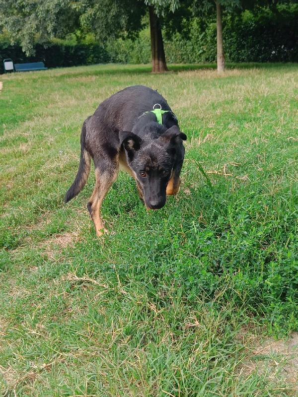TIODOR SIMPATICO CUCCIOLO TG MEDIO PICCOLA CERCA FAMIGLIA  Foto 3