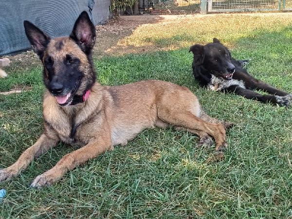 LAIKA, Pastore Belga Malinois, cerca casa Foto 8