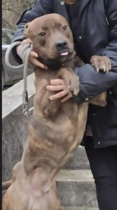 Tex Pitbull tigrato dalla cantina al canile  Foto 4