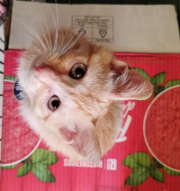 Gattino Rosso