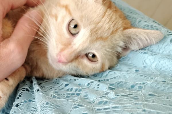 Gattino rosso Foto 2